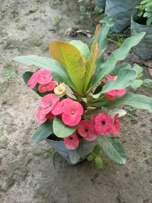 Light Pink Euphorbia Milii Bonsai Seeds for growers establishing the Easy Grow, Home Garden