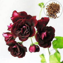 Geranium Pelargonium Hortorum Bonsai Seeds for a lasting addition to the Balcony Window Boxes