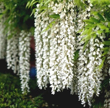 Wisteria Wisteria Sinensis Seeds known for outdoor Landscaping