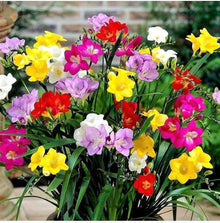Freesia Freesia Refracta Flower Seeds for Planting – Suitable for Home Garden and Fragrant Spring Displays