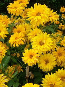 Summer Sun Sundrops Yellow Seeds known for bright Yellow Flowers