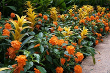 Crossandra Seeds (Crossandra infundibuliformis) for seasonal color across the Flower Bed & Garden