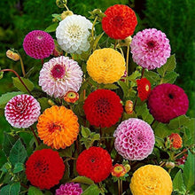 Zinnia Elegans Mix Seeds (Zinnia elegans) for colorful blooms in the balcony garden and seasonal planting