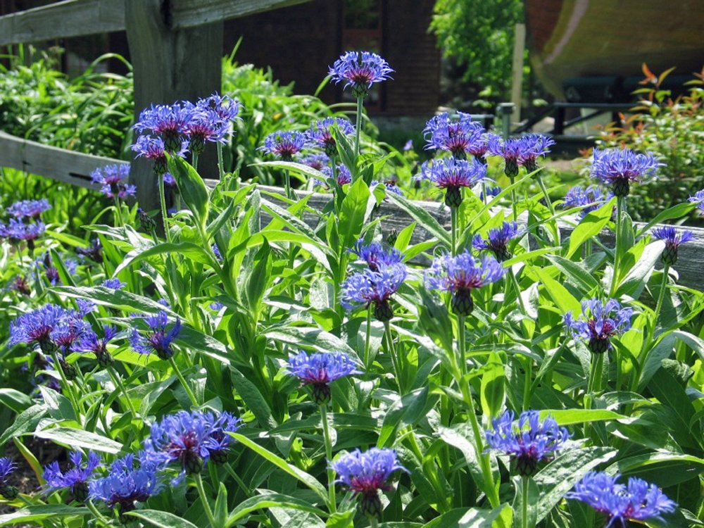 Blue Bachelor Button ��������� Centaurea cyanus ��������� for planting in flower borders