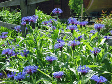 Blue Bachelor Button ��������� Centaurea cyanus ��������� for planting in flower borders