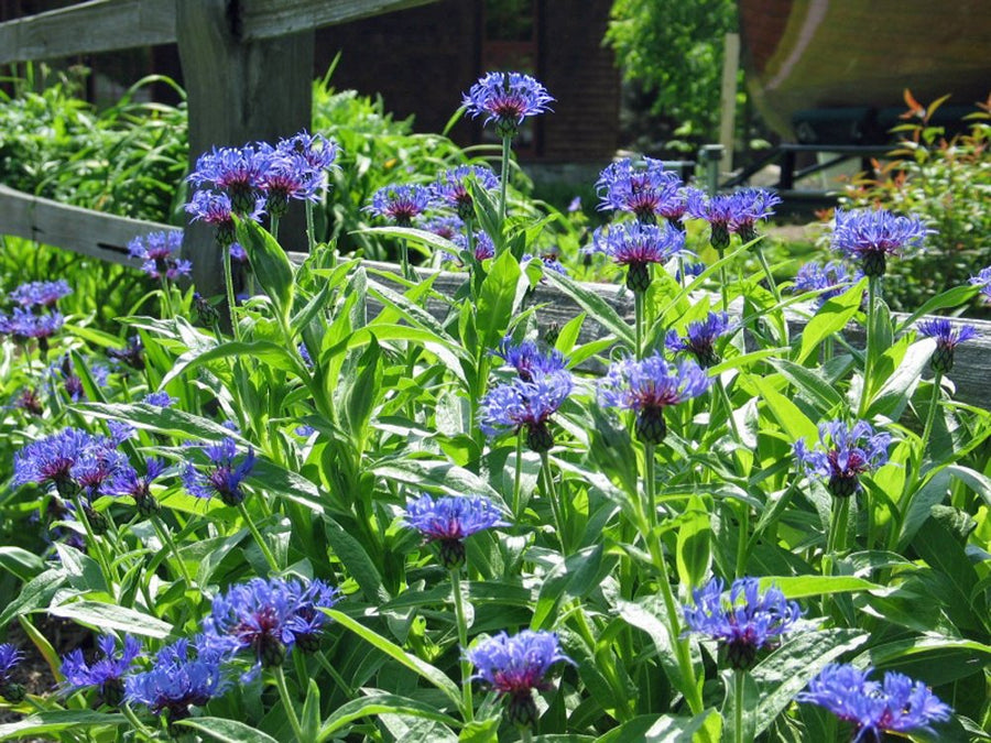 Blue Bachelor Button ��������� Centaurea cyanus ��������� for planting in flower borders