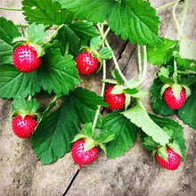 Graines Seeds (Duchesnea indica) for a sweet addition to the home orchard