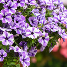 Petunia flower Seeds (Petunia hybrida) for a lasting display in the pots or balcony planters