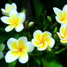 Plumeria Agave Seeds (Plumeria spp.) for colorful blooms in the Tropical Garden