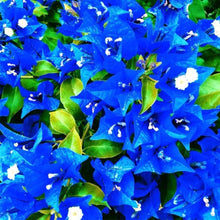 Bougainvillea Bougainvillea Spectabilis Rare Blue Flower Seeds for Planting – Suitable for Bonsai and Balcony Gardens | Pcs
