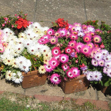 Livingston Daisy Seeds known for colorful Blooms