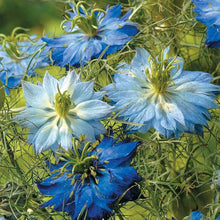 Love In A Mist 'Virgin in the Green' Seeds for growers seeking a long-blooming display