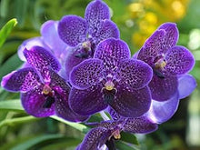 Rare Orchid Flower Seeds  Exotic Ornamental Plant Garden Plant Seeds