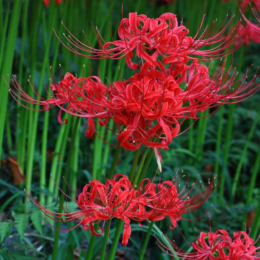 Lycoris Flower Seeds