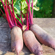 Cylinder Beetroot Seeds for growers stocking the vegetable patch garden