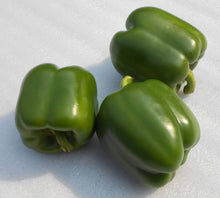 California Wonder Pepper Seeds for a productive addition to the vegetable patch