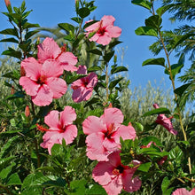 Chinese Rose Hibiscus rosa-sinensis bush flower seeds for planting in home gardens - for planting in home garden