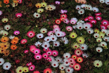 Livingstone Daisy Mixed Seeds for growers seeking a long-blooming display