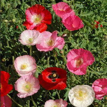 Shirley Single Mix Poppy Seeds (Papaver rhoeas) for a bright addition to the colorful backyard and flower field planting