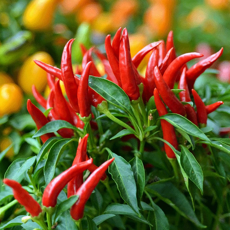 Hawaiian Chili Pepper Capsicum frutescens for planting in vegetable patch