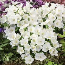 White Bellflower Campanula Carpatica Perennial Seeds for growers seeking a long-blooming display