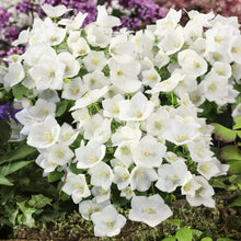 Bellflower Campanula Carpatica White Seeds for a lasting display in the Garden Containers