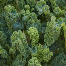 Scarlet Kale Seeds (Brassica oleracea) for productive rows in the Vegetable Garden