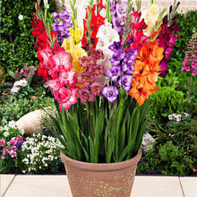 Different Perennial Gladiolus Plant Seeds for growers seeking a long-blooming display