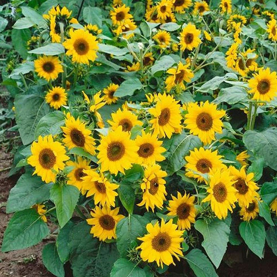 Mini Dwarf Sunflower Seeds 40cm garden flower