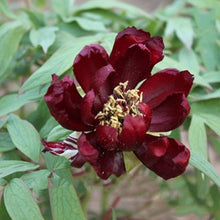 Chinese Suffruticosa Peony Flower Seeds