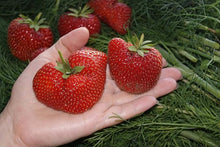 Super Giant Strawberry Seeds prized for extra-Large, Sweet Strawberries