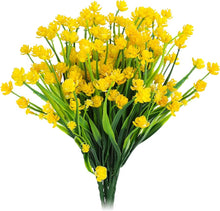 Rapeseed Seeds (Brassica napus) for a bright addition to the Flower Bed