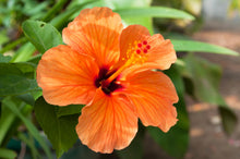 Hibiscus Hibiscus Rosa-Sinensis Orange Seeds for sweet homegrown fruit in the Tropical Home Balcony
