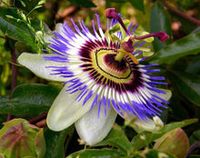 Passionflower Seeds (Incarnata trellis) for a bright addition to the Passiflora garden pollinator space