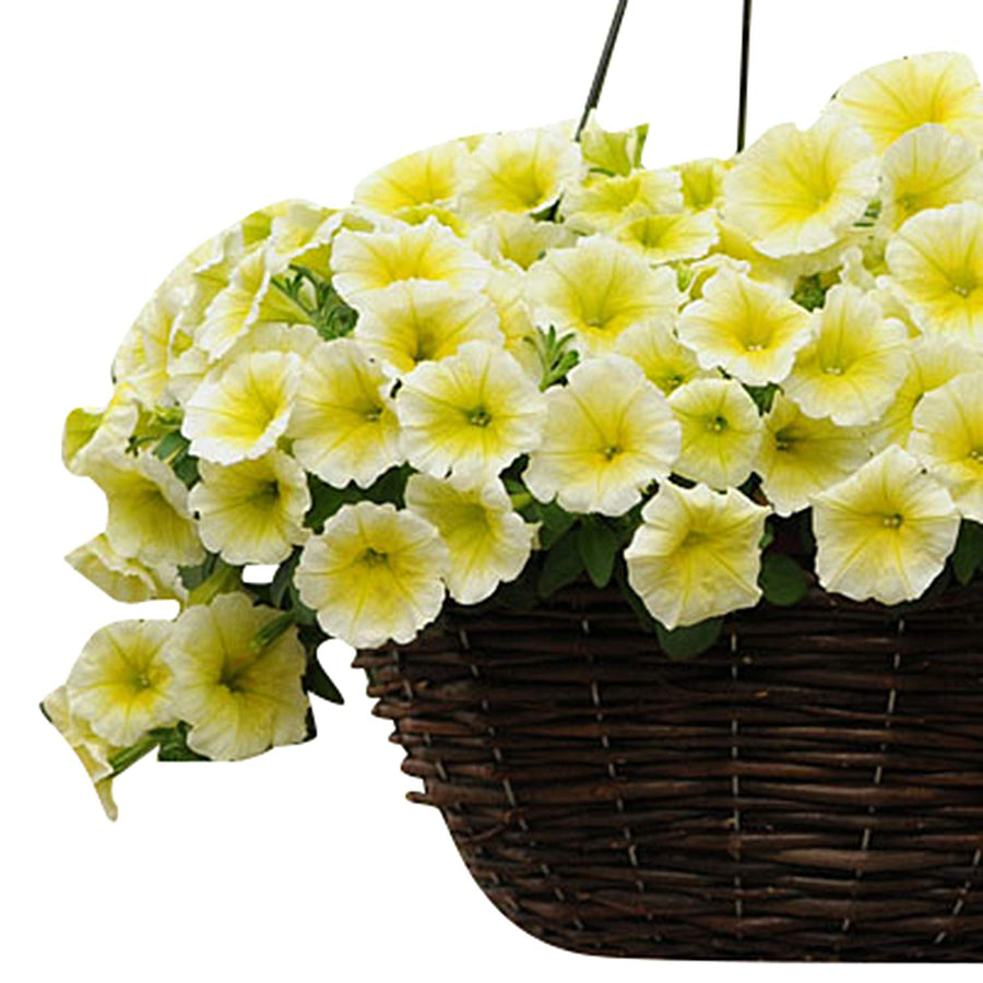 Easy Wave Yellow Petunia Hybrid Seeds â€“ Vibrant, Spreading Blooms for Containers