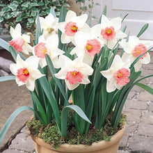 Double Petals Pink Daffodil Narcissus for Planting in Flower Seeds for a lasting display in the Flower Bed