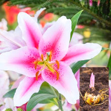Lily Seeds for colorful blooms in the Rare Flower Garden