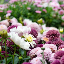 Chrysanthemum Seeds for colorful blooms in the Beautiful Garden