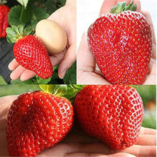 Black Red Giant Climbing Strawberry Seeds for sweet homegrown fruit in the Fruit Garden