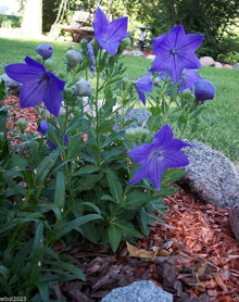 Platycodon Balloon Seeds for seasonal color across the Puffy, Perennial Garden Blooms