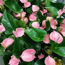 Anthurium Anthurium Andraeanum Flower Seeds for Planting – Ideal for Indoor Gardening and Decorative Planting