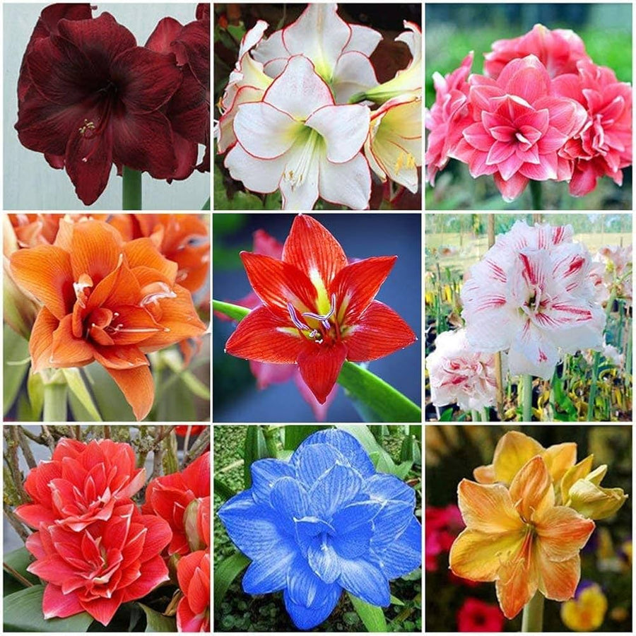 Amaryllis Hippeastrum White Drop of Blood Flower Seeds for Planting – Ideal for Indoor Pots and Seasonal Displays