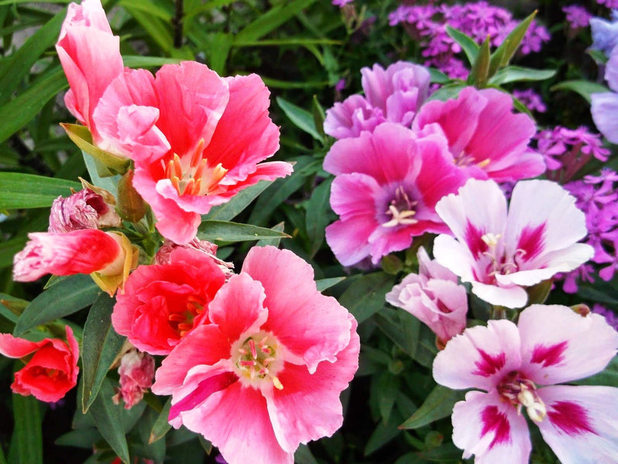 Godetia Clarkia amoena Farewell to Spring seeds for planting in flower bed