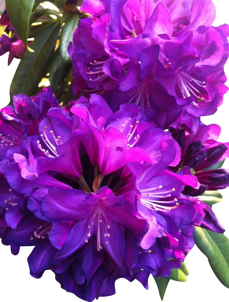 Azalea Rhododendron Flower seeds with Sakura cherry blossom look