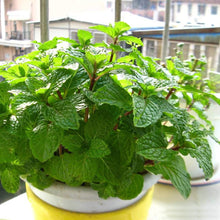 Heirloom Organic Peppermint Spearmint Mint Seeds for a flavorful crop in the Colorful Flower Pot Growth & High Germination Rate