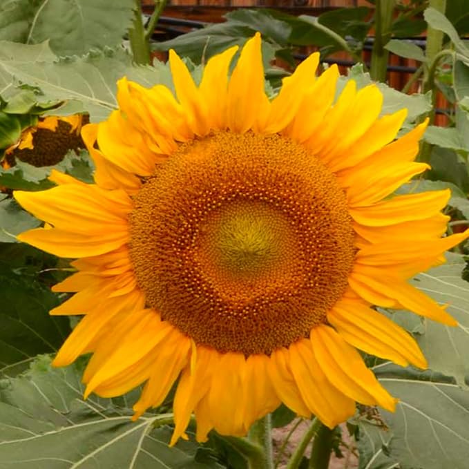 Incredible Dwarf Sunflower Seeds â€“ Compact Helianthus Annuus Variety