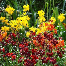 WallFlower Ravenelle Erysimum Seeds for planting in flower bed