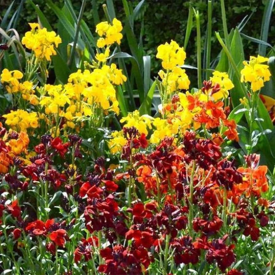 WallFlower Ravenelle Erysimum Seeds for planting in flower bed