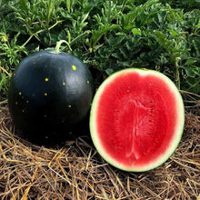Watermelon Citrullus Lanatus Lentyay Seeds known for backyard Summer Harvest