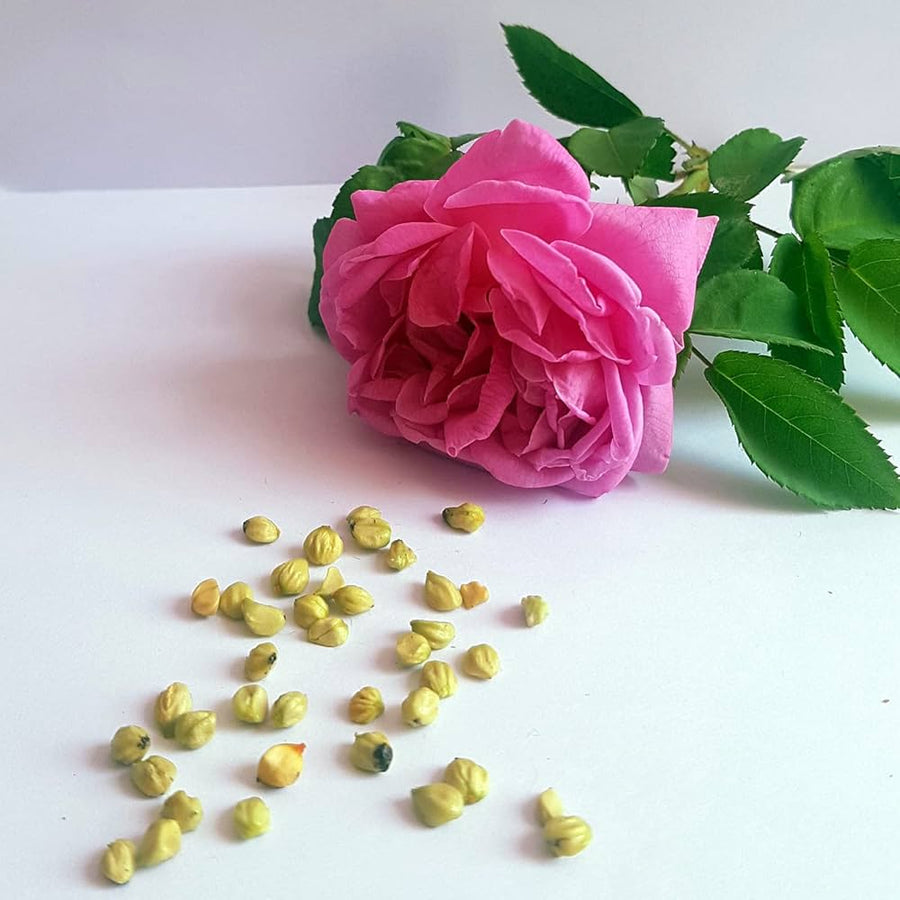 Red Rose Flower - for planting in home garden